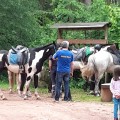 20160605_124238 (Large)